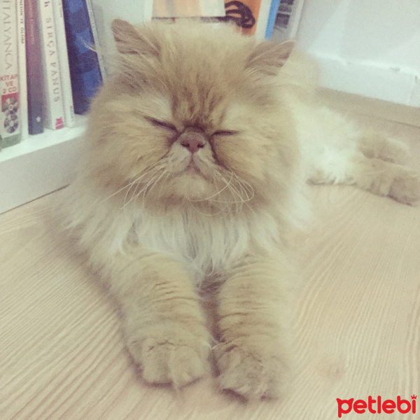 İran Kedisi (Persian), Kedi  Latte fotoğrafı