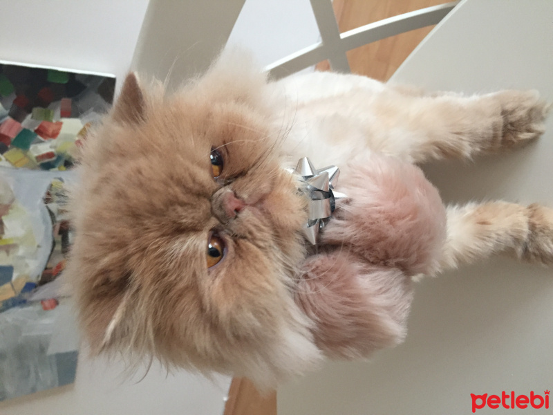 İran Kedisi (Persian), Kedi  Latte fotoğrafı