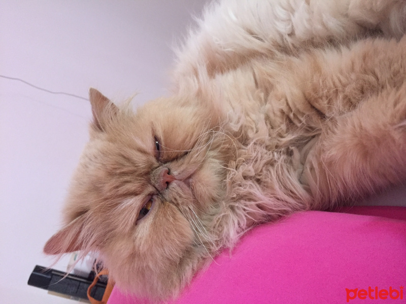 İran Kedisi (Persian), Kedi  Latte fotoğrafı