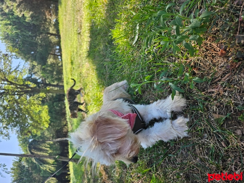 Maltese, Köpek  Bal fotoğrafı