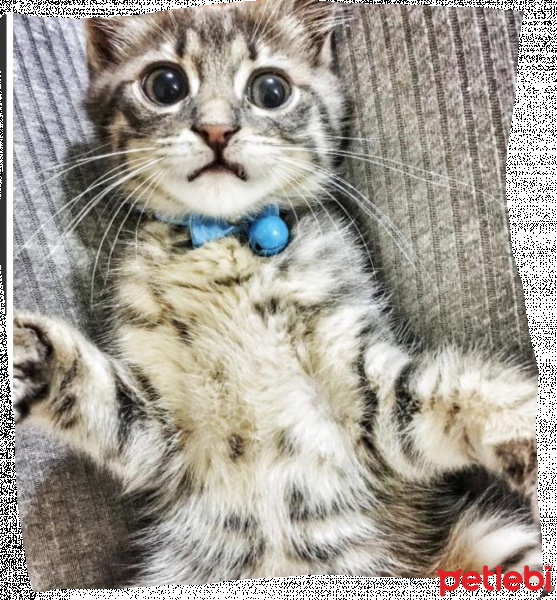 Mavi Rus, Kedi  Ponçik  fotoğrafı