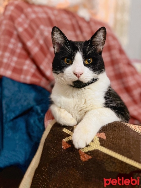 Tuxedo (Smokin) Kedi, Kedi  şakir fotoğrafı