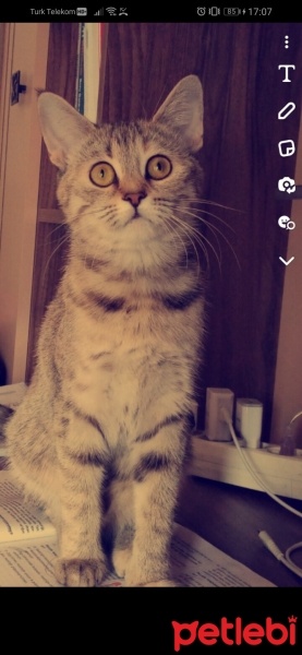 British Shorthair, Kedi  Miya fotoğrafı