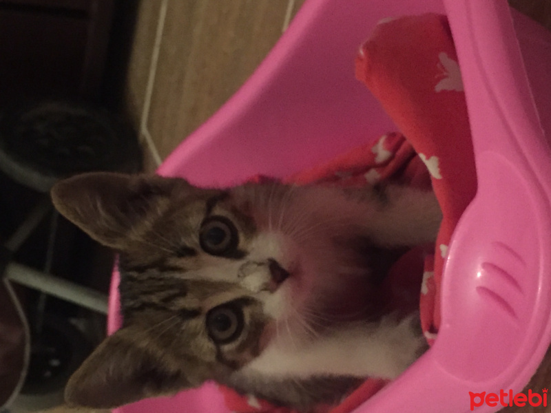Tekir Kedi, Kedi  Turşu fotoğrafı
