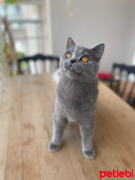 British Shorthair, Kedi  Çiko fotoğrafı