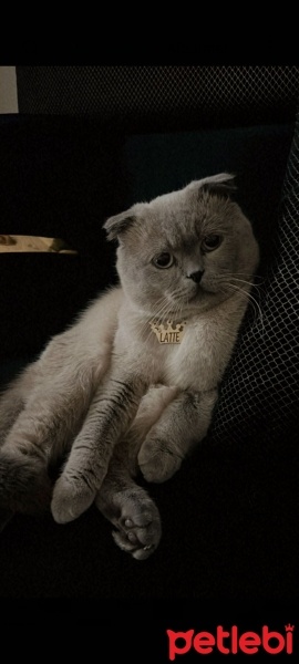British Longhair, Kedi  Latte fotoğrafı