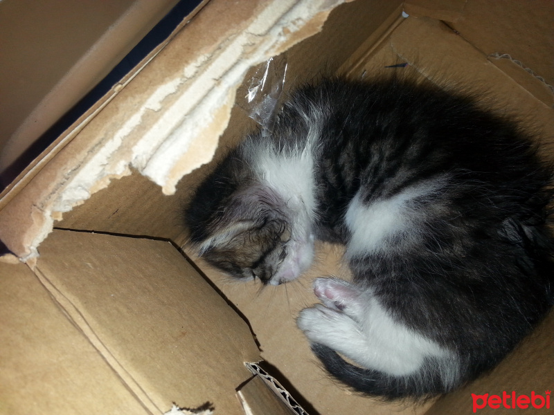 Tekir Kedi, Kedi  Çitos fotoğrafı
