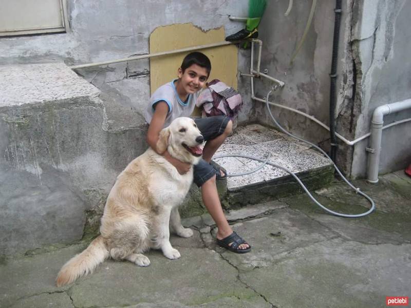 Golden Retriever, Köpek  rex fotoğrafı