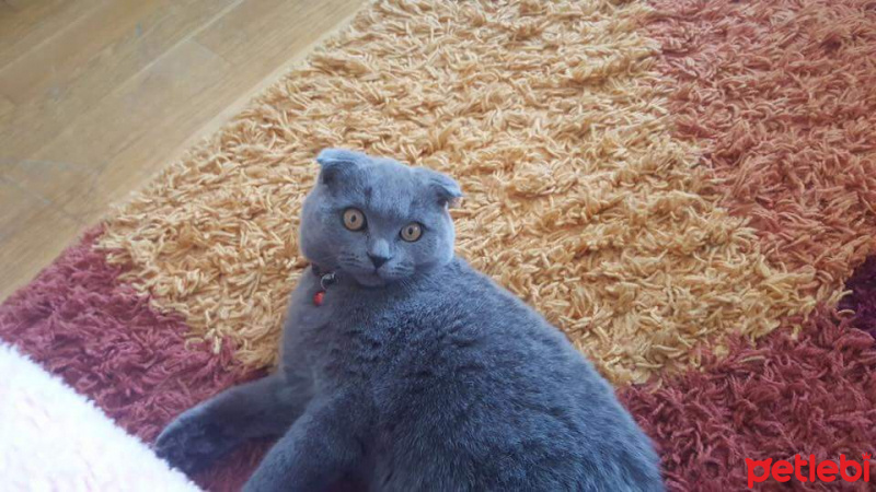 Scottish Fold, Kedi  Paşa fotoğrafı