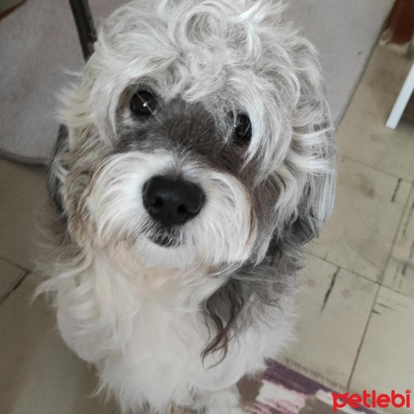 Tibet Terrieri, Köpek  Piglet fotoğrafı