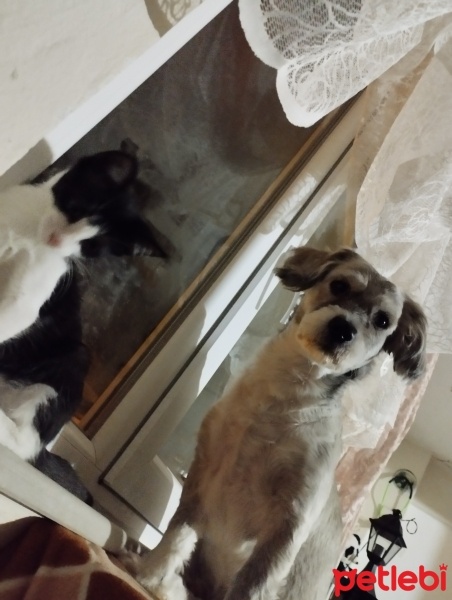 Tibet Terrieri, Köpek  Piglet fotoğrafı