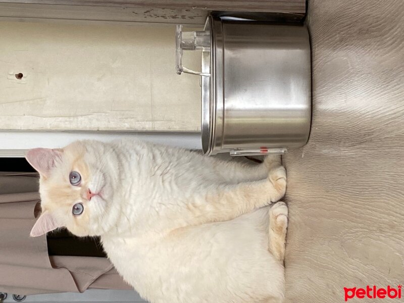 British Shorthair, Kedi  Asil fotoğrafı