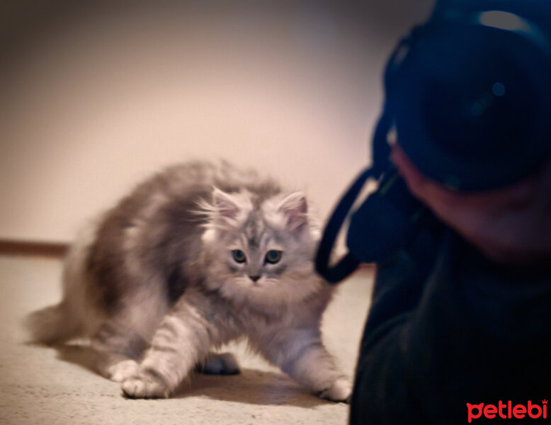 Chinchilla, Kedi  patron fotoğrafı