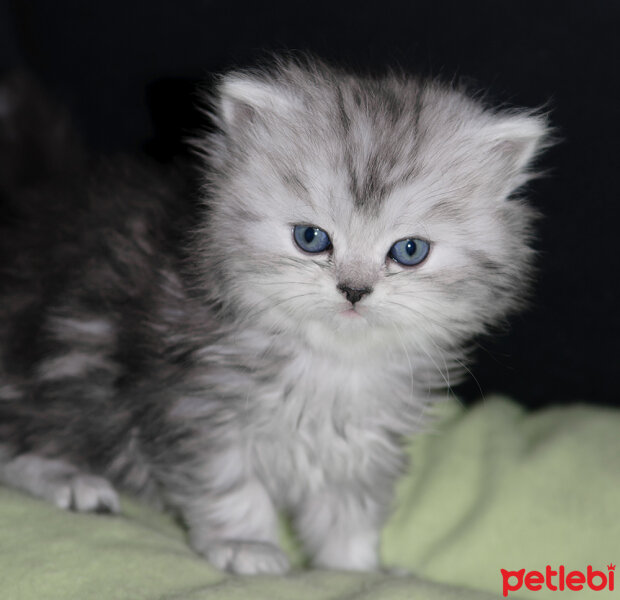 Chinchilla, Kedi  patron fotoğrafı