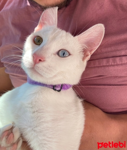 Van Kedisi, Kedi  pamuk fotoğrafı
