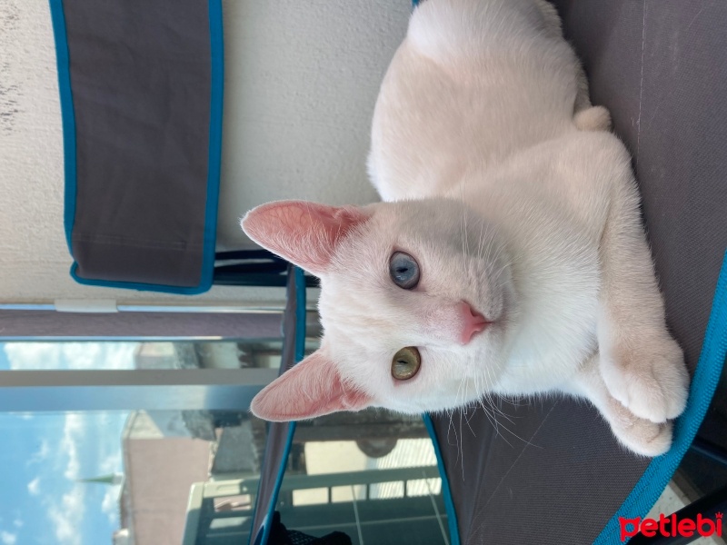 Van Kedisi, Kedi  pamuk fotoğrafı