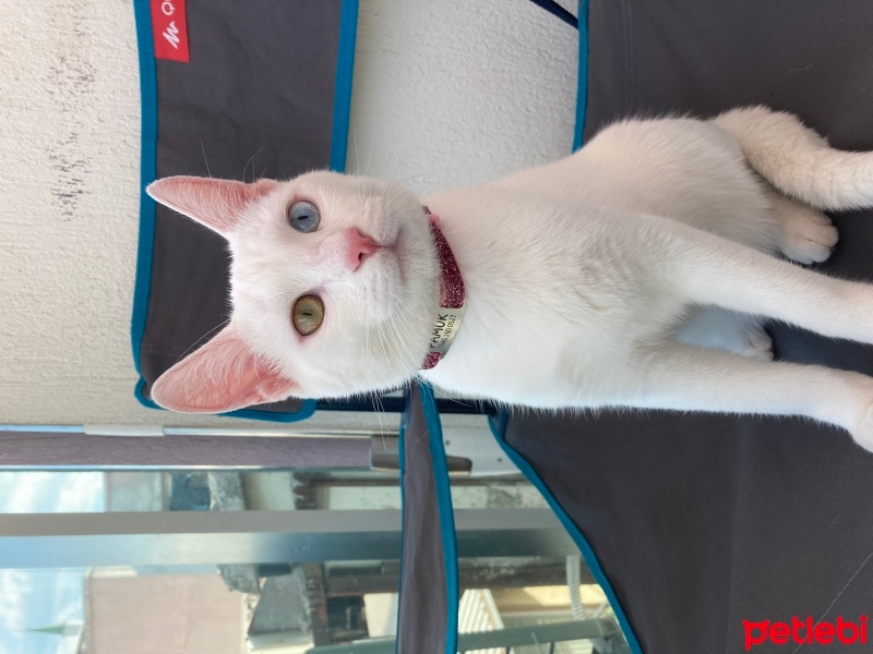 Van Kedisi, Kedi  pamuk fotoğrafı