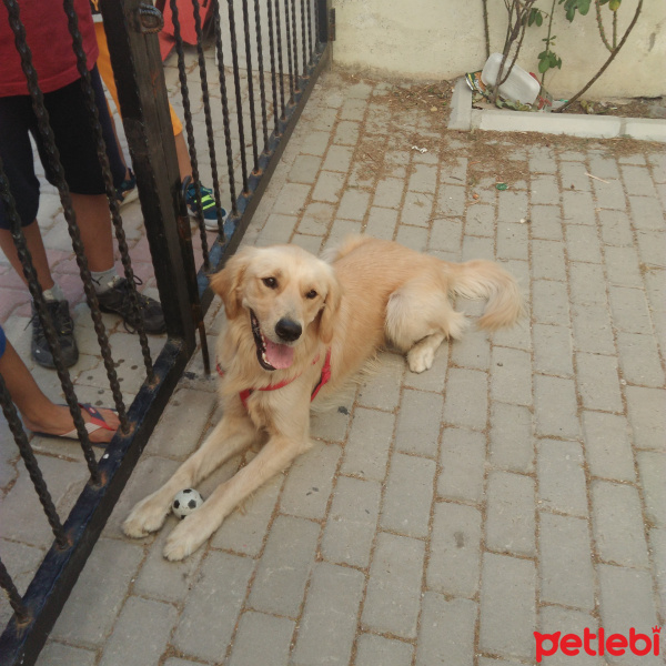 Golden Retriever, Köpek  Rıfkı fotoğrafı