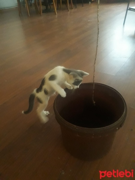 Tekir Kedi, Kedi  Tarçın fotoğrafı