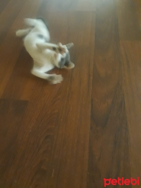 Tekir Kedi, Kedi  Tarçın fotoğrafı