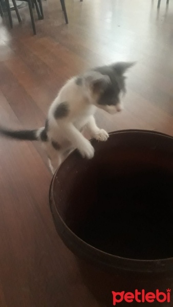Tekir Kedi, Kedi  Tarçın fotoğrafı