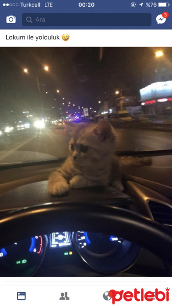 Scottish Fold, Kedi  Lokum fotoğrafı