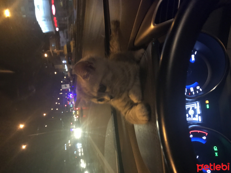 Scottish Fold, Kedi  Lokum fotoğrafı