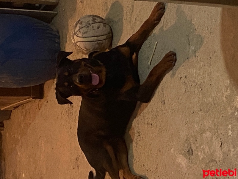 Rottweiler, Köpek  Ateş fotoğrafı
