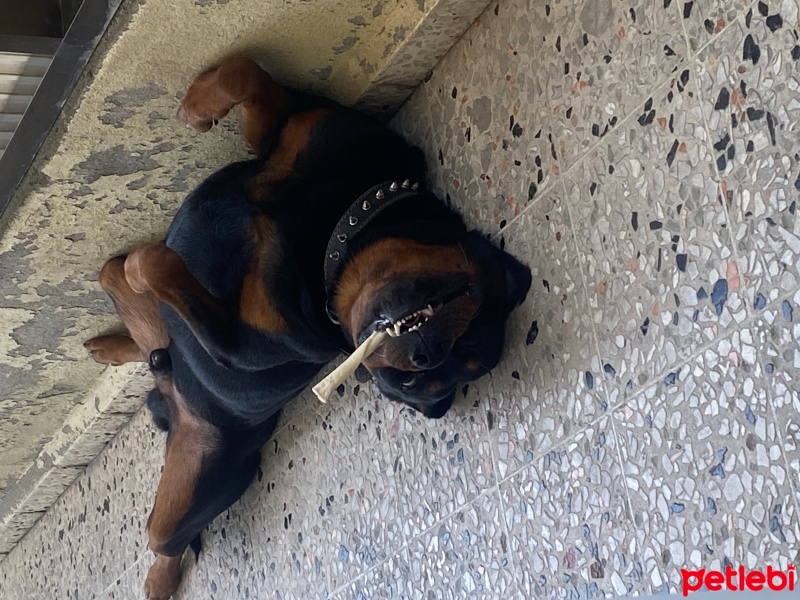 Rottweiler, Köpek  Ateş fotoğrafı