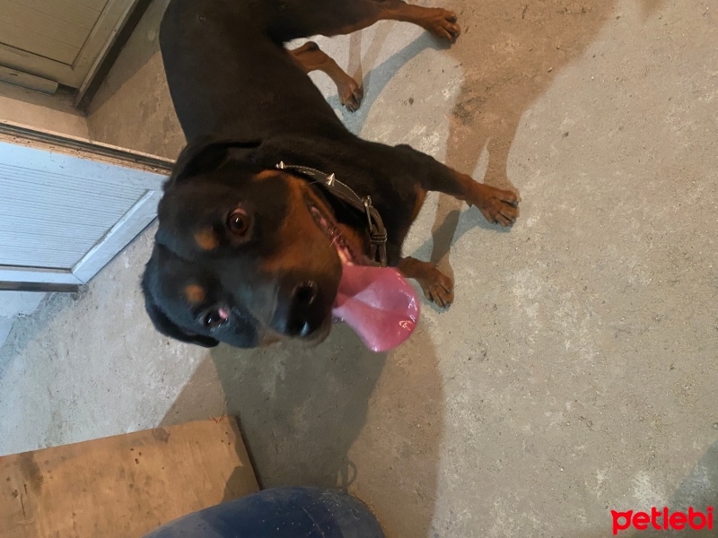 Rottweiler, Köpek  Ateş fotoğrafı