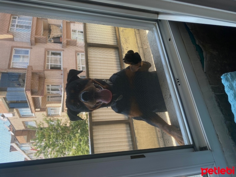 Rottweiler, Köpek  Ateş fotoğrafı