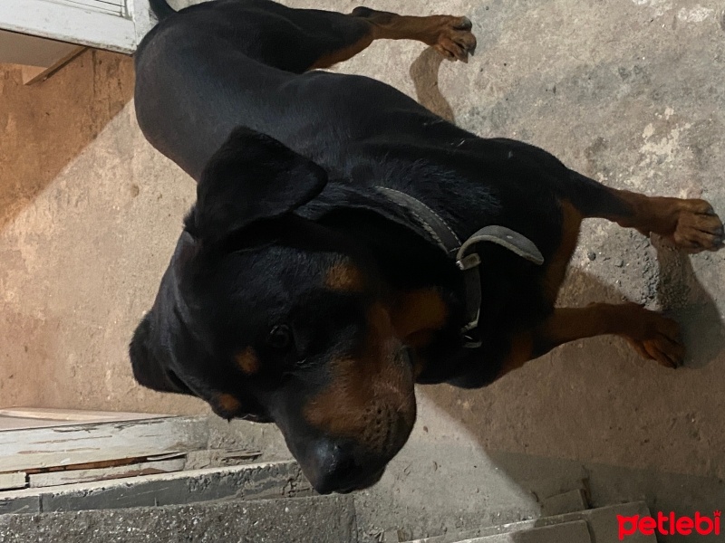 Rottweiler, Köpek  Ateş fotoğrafı