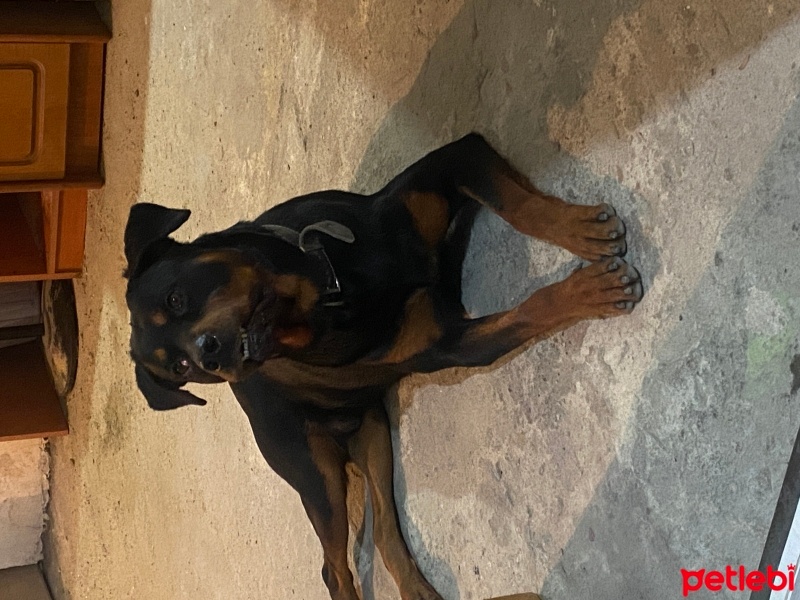 Rottweiler, Köpek  Ateş fotoğrafı