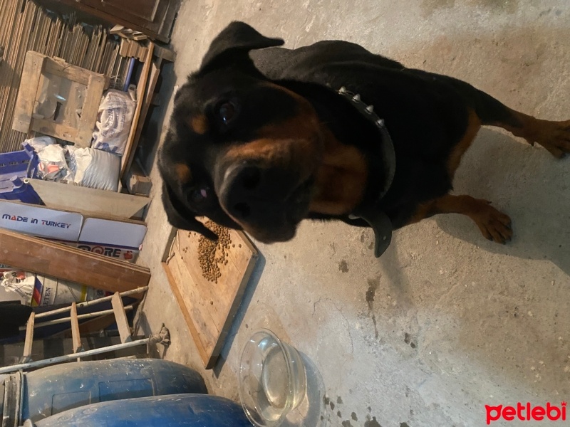 Rottweiler, Köpek  Ateş fotoğrafı