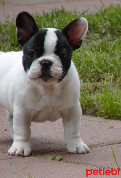 Fransız Bulldog, Köpek  milka fotoğrafı