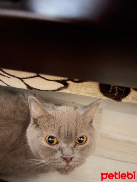 British Shorthair, Kedi  Sütlaç fotoğrafı