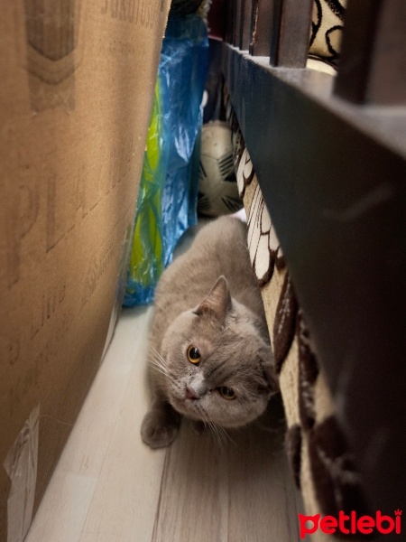 British Shorthair, Kedi  Sütlaç fotoğrafı