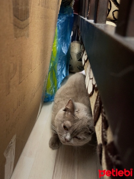 British Shorthair, Kedi  Sütlaç fotoğrafı
