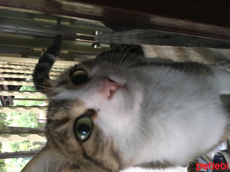 Tekir Kedi, Kedi  Bambi fotoğrafı