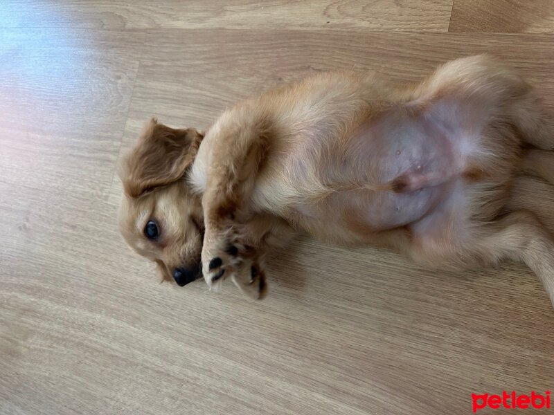 İngiliz Cocker Spaniel, Köpek  Mia fotoğrafı