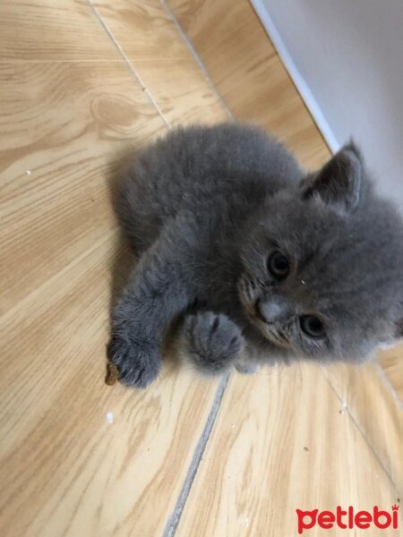 British Shorthair, Kedi  İsmini sahiplenecek kisi koysun istedik fotoğrafı