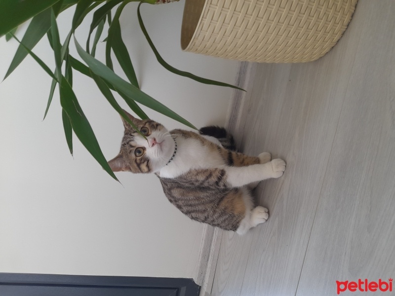 British Shorthair, Kedi  turşu fotoğrafı