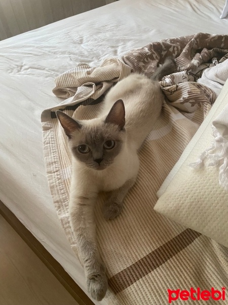 British Shorthair, Kedi  Patik fotoğrafı