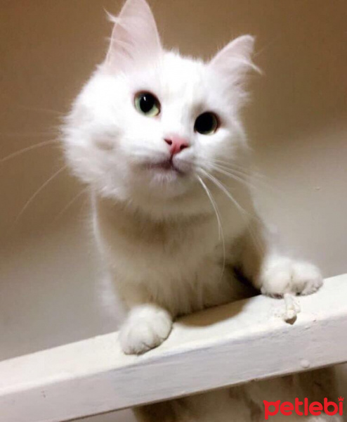 Ankara Kedisi, Kedi  pamuk fotoğrafı