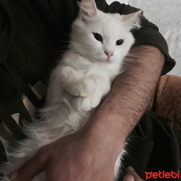 Ankara Kedisi, Kedi  pamuk fotoğrafı