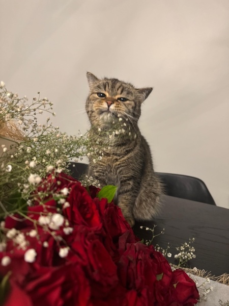 Scottish Fold, Kedi  Yumi fotoğrafı