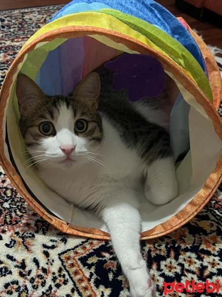 Tekir Kedi, Kedi  Pamir fotoğrafı