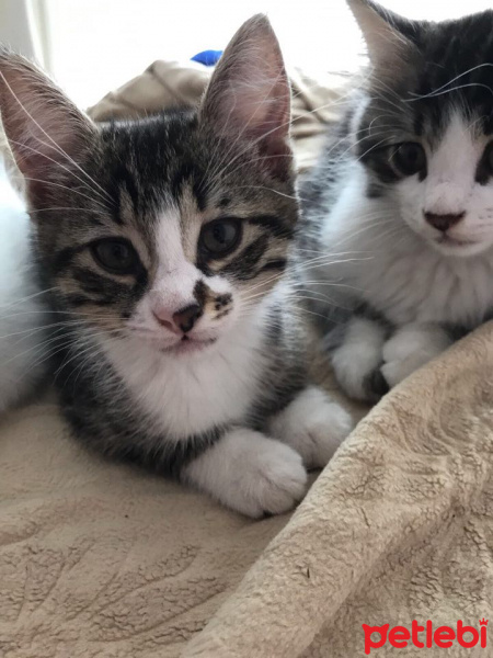 Tekir Kedi, Kedi  adıyok fotoğrafı