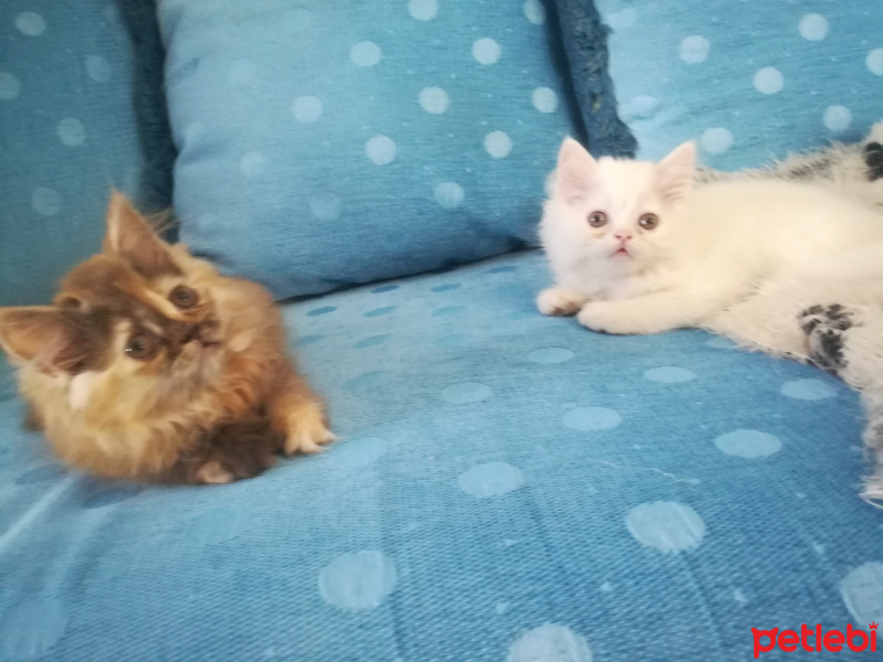 İran Kedisi (Persian), Kedi  Ücretli sahiplendirilecek fotoğrafı