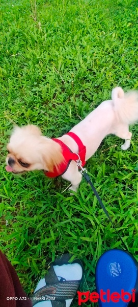 Pekingese, Köpek  Kuki fotoğrafı